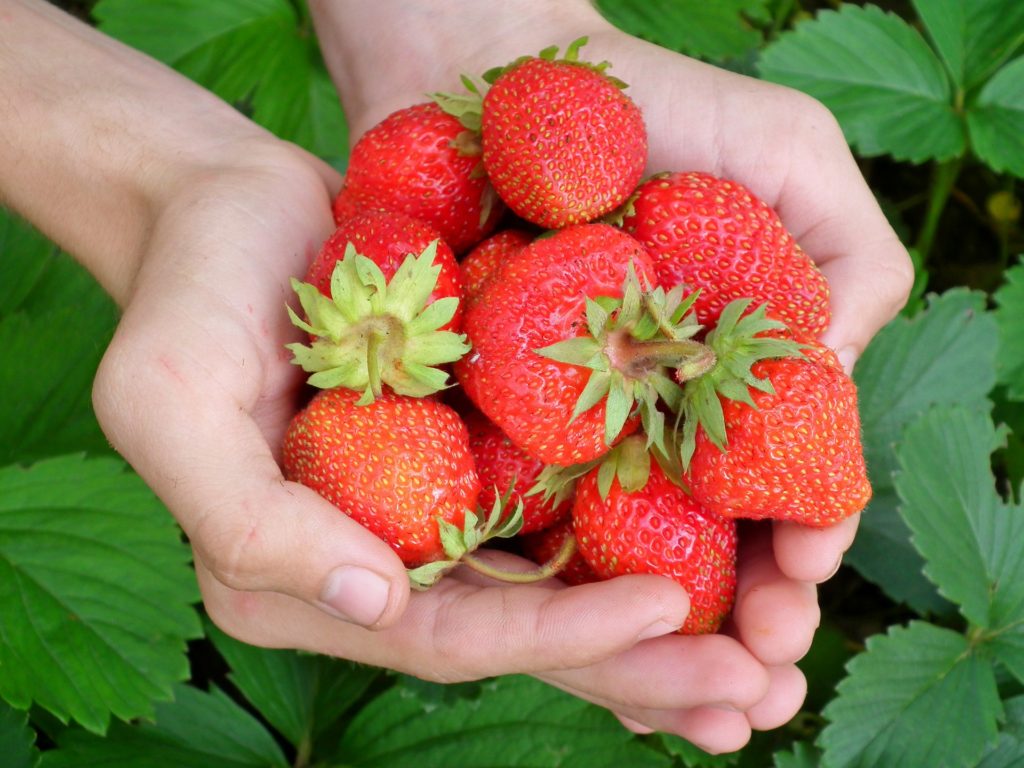 Strawberries